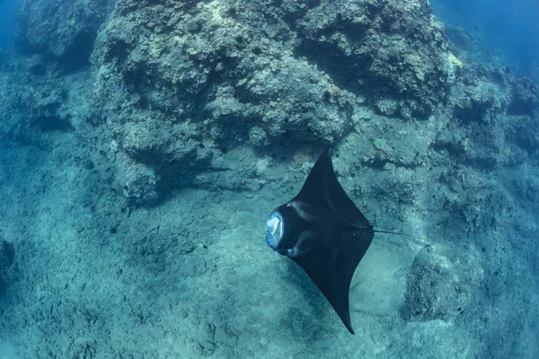 Black mantaray underwater — Stock Photo, Image