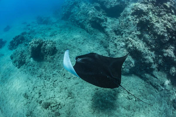 Black mantaray underwater — Stock Photo, Image