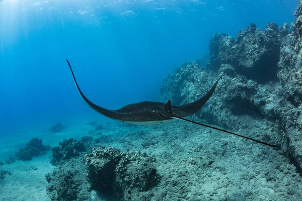 Black mantaray underwater — Stock Photo, Image