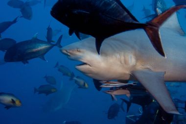 Bullshark açılış ağız su altında