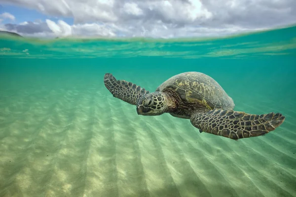 Acqua marina con una tartaruga sotto la superficie dell'acqua — Foto Stock