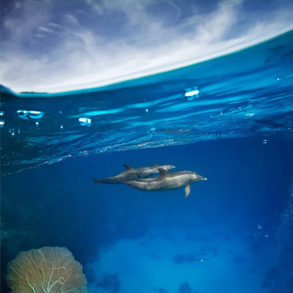 Yunuslar su altında ailesinin bir pod — Stok fotoğraf