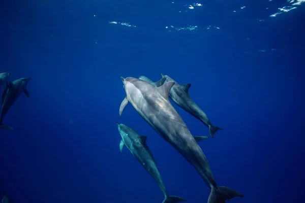 Uma vagem de golfinhos debaixo de água — Fotografia de Stock