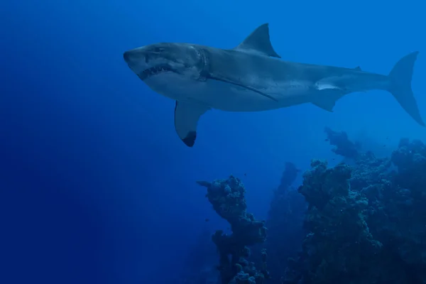Μεγάλος λευκός καρχαρίας υποβρύχια — Φωτογραφία Αρχείου