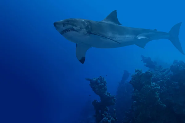 Grand requin blanc sous l'eau — Photo