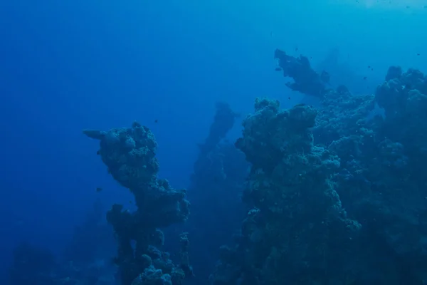 Подводный мир с темно-синим — стоковое фото