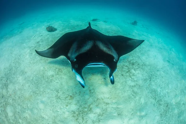 Mantaray im blauen Ozeanwasser — Stockfoto