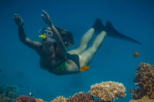 Freediver en aguas del Mar Rojo — Foto de Stock