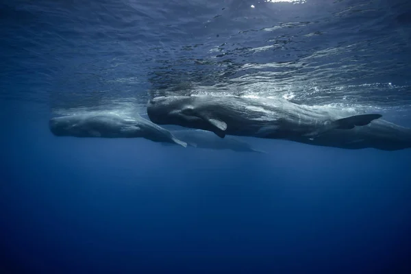 Giant animals underwater. Sperm Whales traveling in deep blue ocean near water surface.