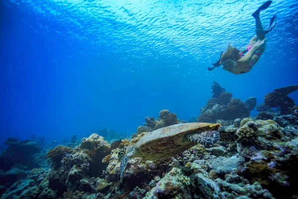 Un modelo nadando en aguas tropicales con animales marinos bajo el agua —  Fotos de Stock