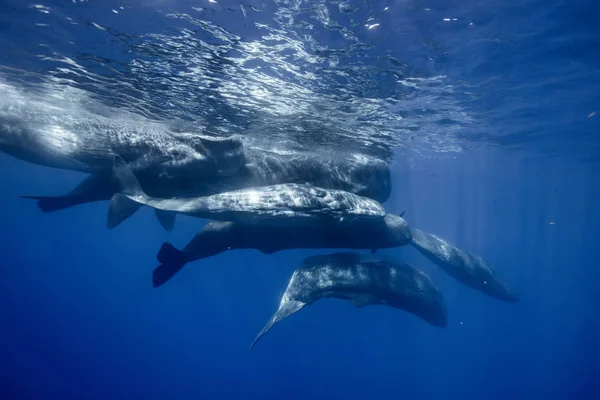 Fauna submarina con animales gigantes. Ballenas que viajan en agua azul del océano . — Foto de Stock