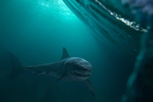 Underwater predator Great White Shark — Stock Photo, Image