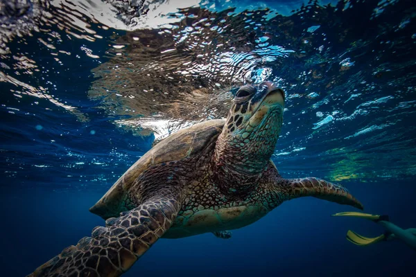 Tartaruga marinha closeup tiro subaquático — Fotografia de Stock