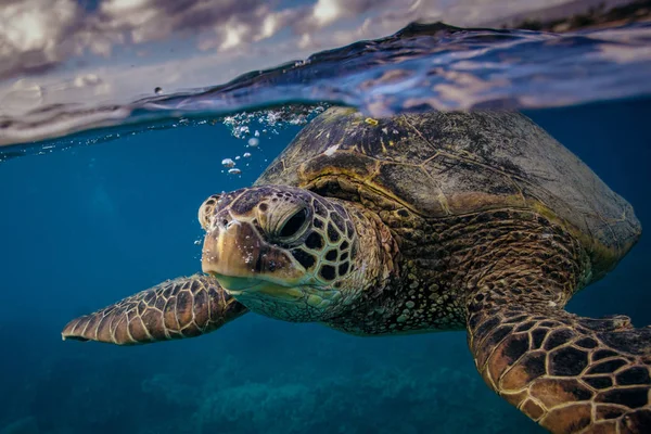 Морская черепаха крупным планом под водой — стоковое фото