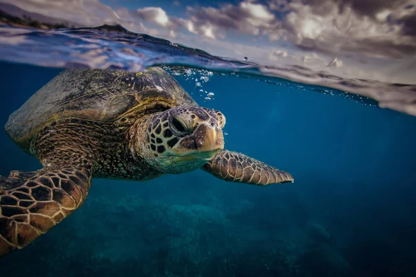 Ses turtle closeup underwater shot — Stock Photo, Image