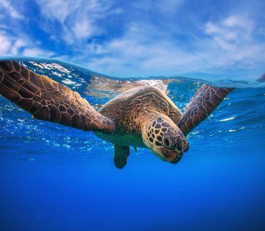 Su yüzeyine turtle. Split atış