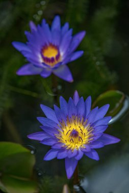Mavi lotos çiçeği suyu