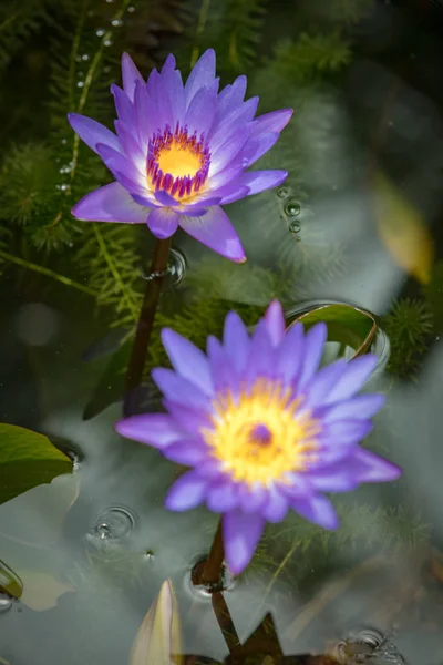在水中的蓝色 lotos 开花 — 图库照片