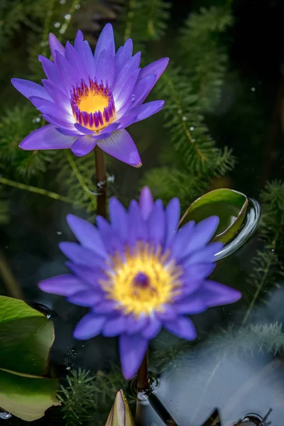 Blauwe lotos bloesem in water — Stockfoto