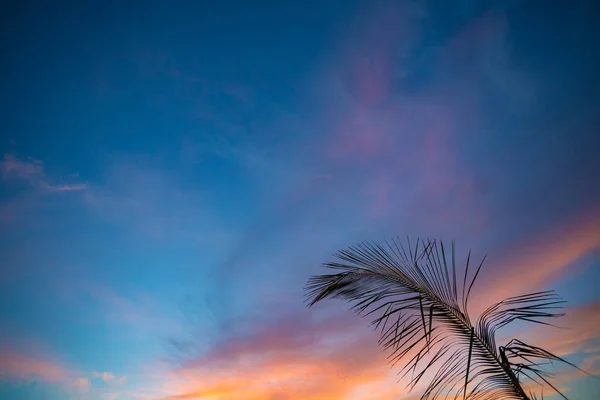 Céu Pôr Sol Silhueta Ramo Palma Contra Nuvens — Fotografia de Stock