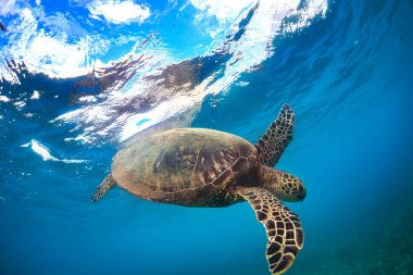 Deniz kaplumbağası su altında arka plan mavi su yüzeyine karşı