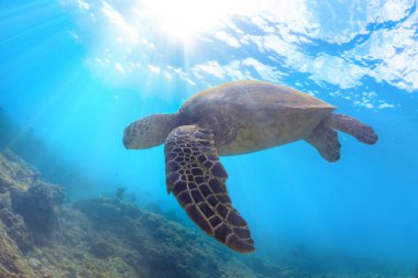 Güneş ışınları sualtı ile su yüzeyine mavi arka plan karşı yüzen bir deniz kaplumbağası