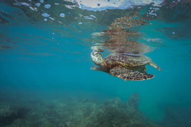 Mavi deniz su arka plan karşı yüzeye yakın gurur kaplumbağa sualtı floatinig