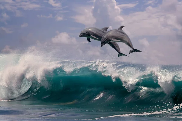 Två Delfiner Hoppa Från Havet Bevattnar Över Ocean Wave — Stockfoto