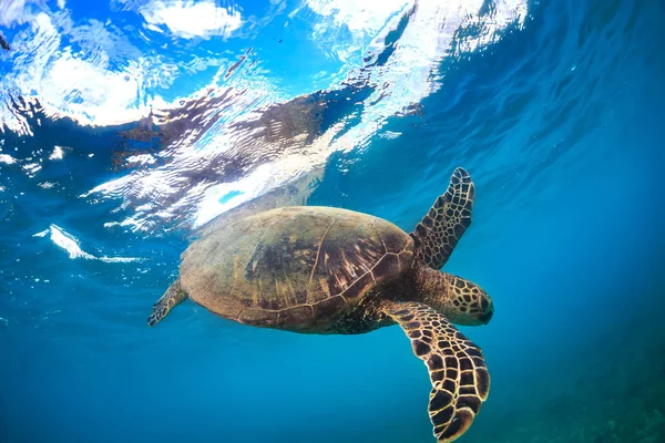Havssköldpaddan Vattnet Mot Blå Vattenyta Bakgrund — Stockfoto