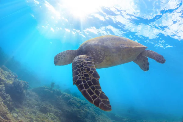Eine Meeresschildkröte Die Der Wasseroberfläche Schwimmt Mit Sonnenstrahlen Unter Wasser — Stockfoto