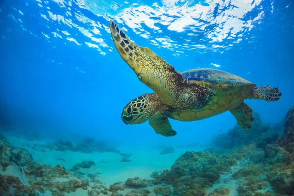 Meeresschildkröte Unter Wasser Gegen Blaue Wasseroberfläche Auf Dem Hintergrund — Stockfoto