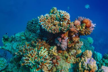 Mercan Red sea sualtı sahne mavi su arka plan