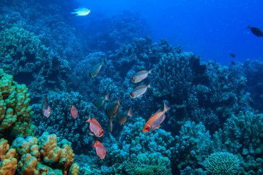 Sualtı dünyasını, mercan ve mavi su arka plan üzerinde balık