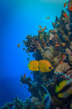 Bennerfich mavi su boşaltmak, mercan görüntü köşesinde karşı