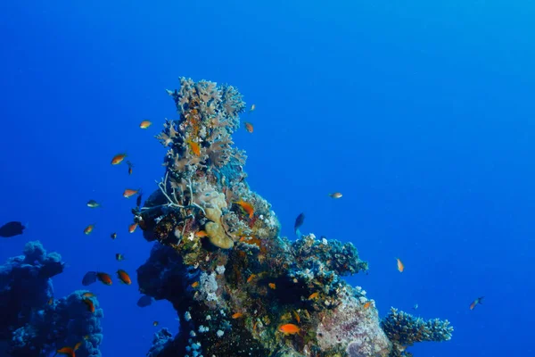 Colorido Arrecife Coral Contra Mar Azul Bajo Agua —  Fotos de Stock