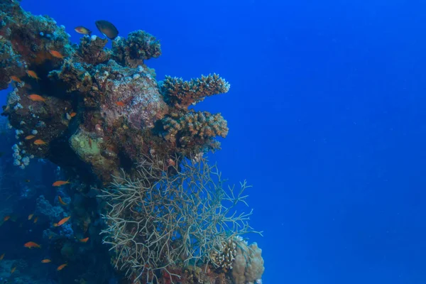 Coral Reef Rode Zee Onderwater Achtergrond — Stockfoto