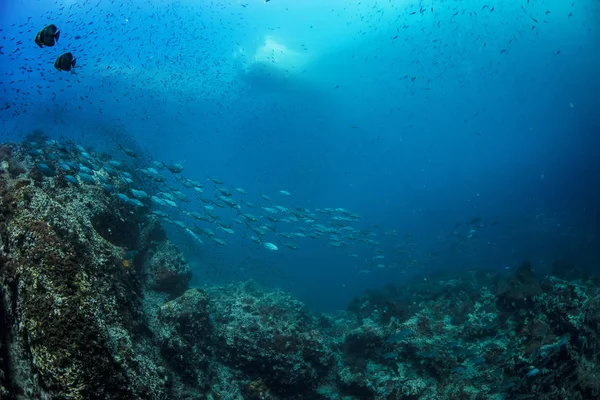 Ocean underwater world with fish school and boat at water surface