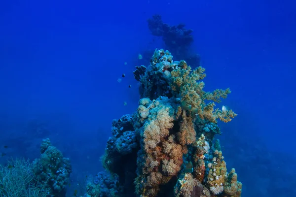 Underwater Background Coral Reef Deep Blue Water — Stock Photo, Image