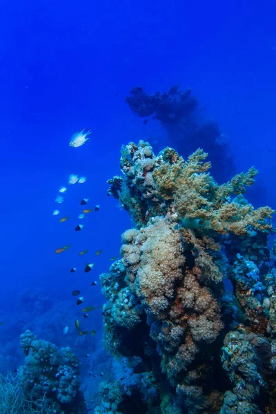 Korallrev Blå Havet Vattnet — Stockfoto
