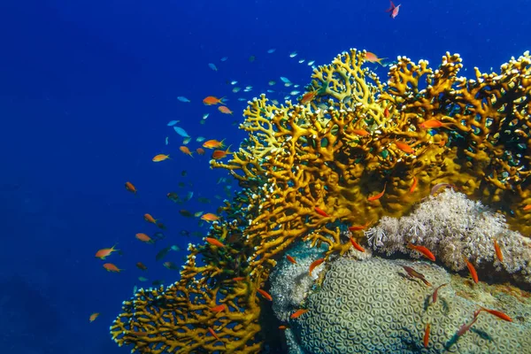 Underwater Bakgrund Med Eld Koraller Hörnet Och Blå Copyspace — Stockfoto