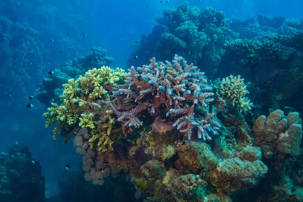水中のサンゴの世界水生背景 — ストック写真