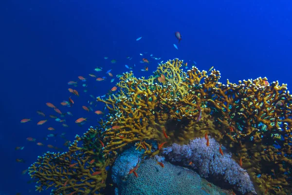 Underwater Mönster Med Eld Koraller Mot Blå Vatten — Stockfoto