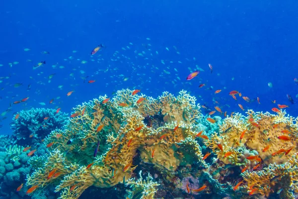 Renkli Mercan Resif Mavi Copyspac Ile — Stok fotoğraf