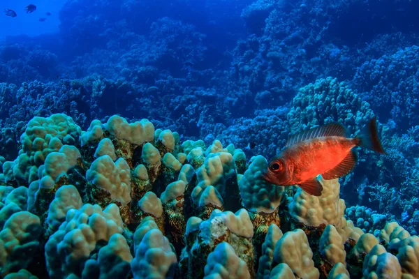 Peces Corales Mar Azul Profundo Tiro Buceo —  Fotos de Stock