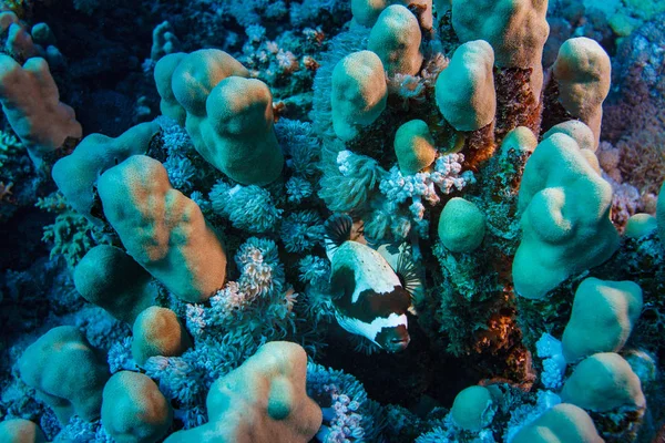 Arrecife Coral Mar Rojo Con Pez Globo Enmascarado Arothron Diadematus —  Fotos de Stock