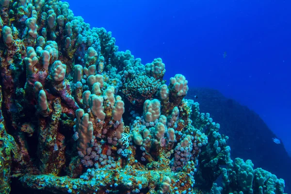 Corals Blue Water Background Red Sea — Stock Photo, Image