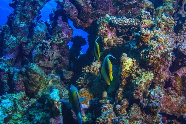红海潜水和珊瑚鱼 — 图库照片