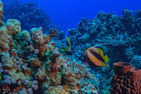 Красочная Подводная Сцена Голубой Воде Красного Моря — стоковое фото