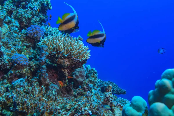 Mundo Coralino Submarino Con Dos Peces Bandera Contra Agua Azul —  Fotos de Stock