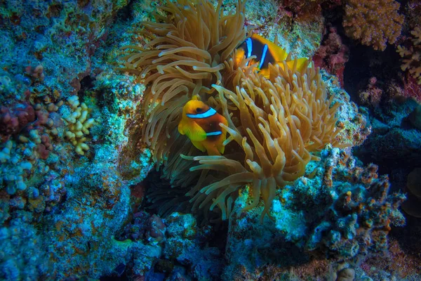 Rudé Moře Podmořské Korály Vodní Život Sasanka Žlutá Ryba — Stock fotografie